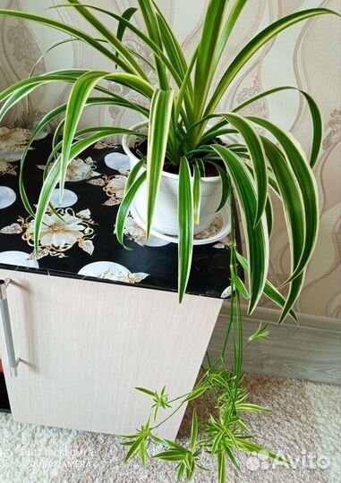 Хлорофитум