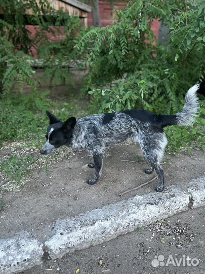 Маленькая собака в дар