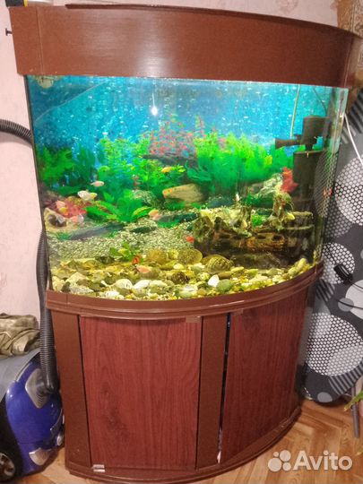 Аквариум с тумбой 250 литров