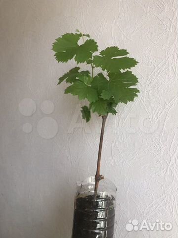 Саженцы винограда