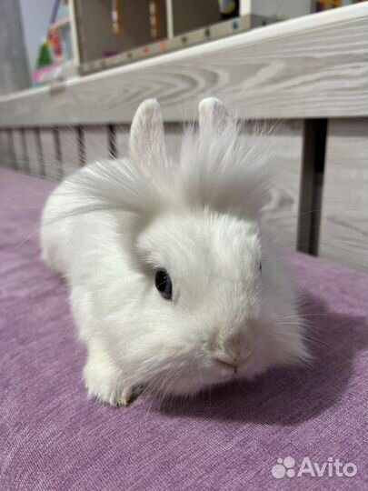 Кролик декоративный (порода львиноголовый)