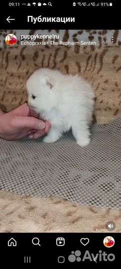 Мини и микро Белые Померанские Шпиц