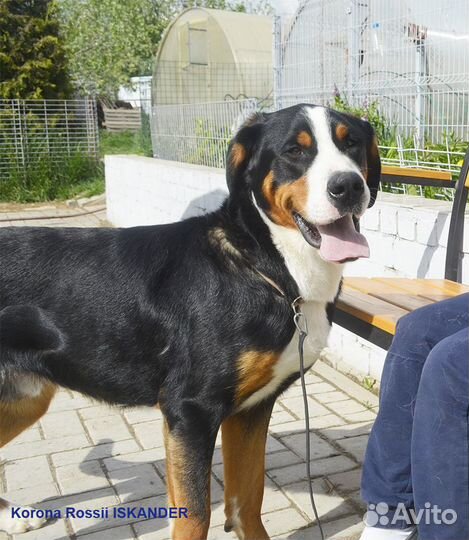 Большой швейцарский зенненхунд (юниоры)