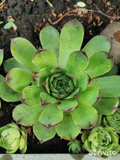 Суккулент каменная Роза
