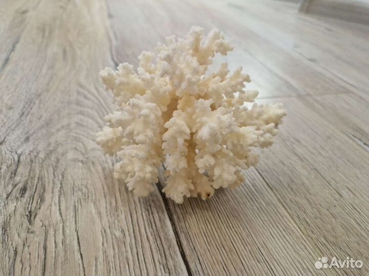 Морские кораллы коллекционные