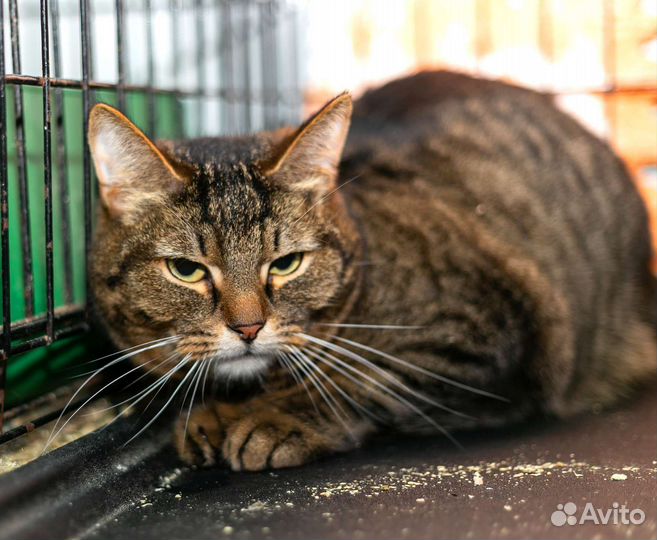 Шикарные крупные кошки