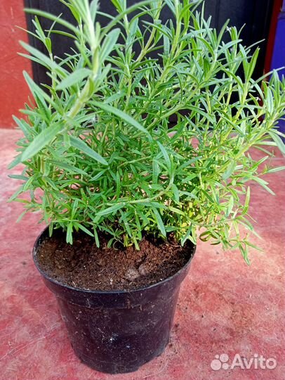 Розмарин лекарственный