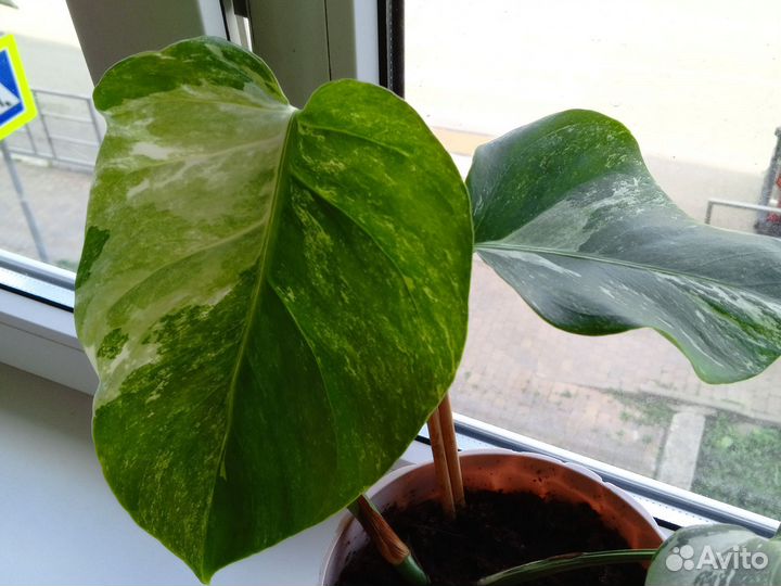 Монстера вариегатная альба