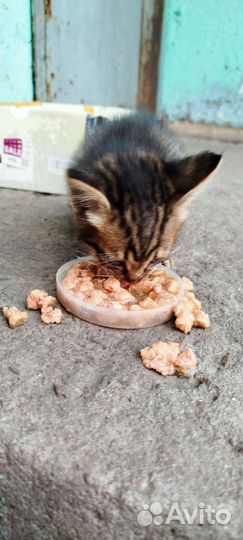 Котёнок бесплатно