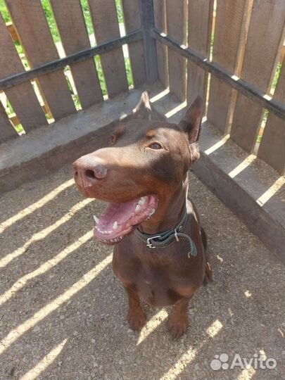 Зоогостиница для собак