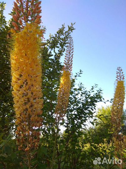 Лилейники, морозники и другие садовые растения