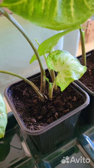 Комнатные растения