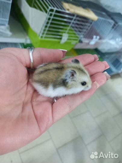 Джунгарский хомяк