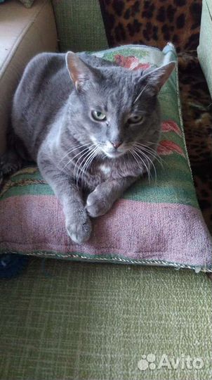 В добрые руки