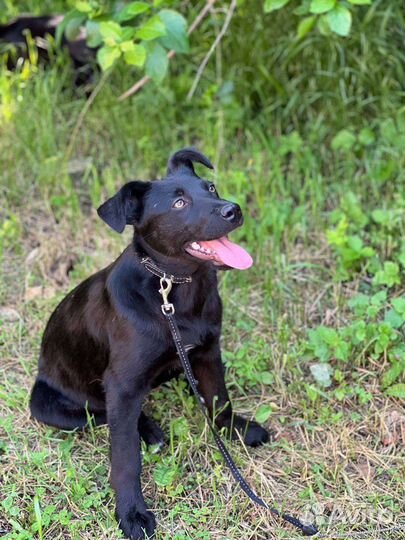 Щенок в добрый руки