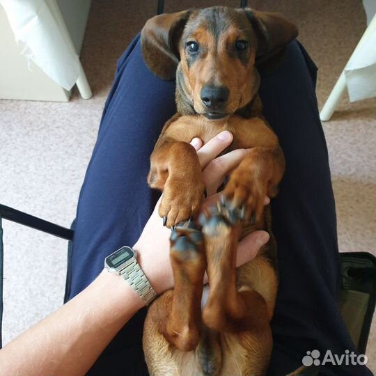 Такса вязка