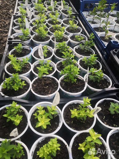 Декоративные кустарники