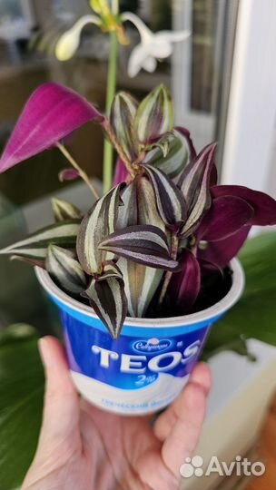 Цветы разные