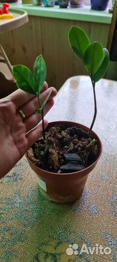 Замиокулькас