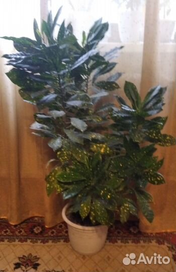 Кротон Золотое дерево(золотая пыль)