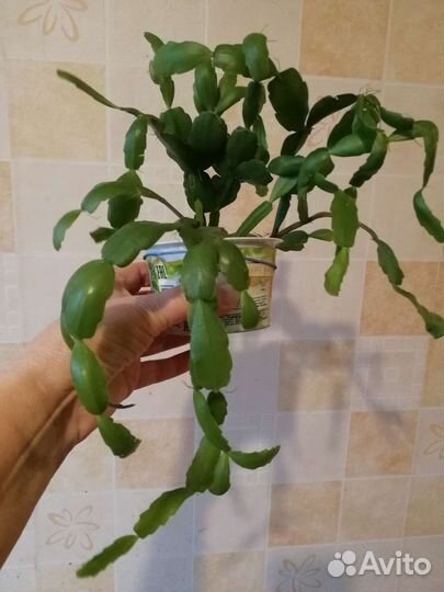 Декабристы