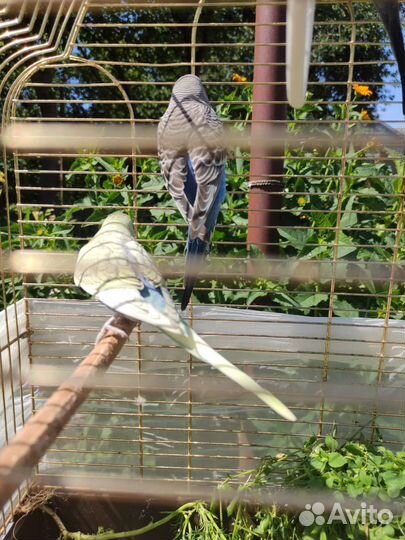 Волнистый попугай