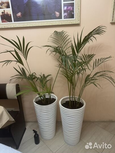 Пальма арека