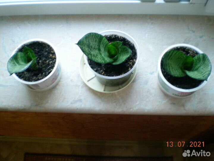 Сансевиерия