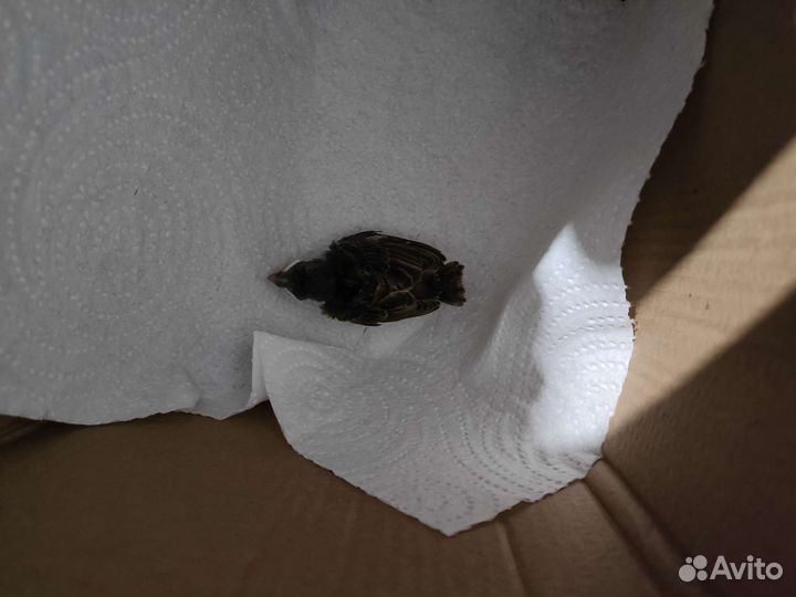 Помощь птицам