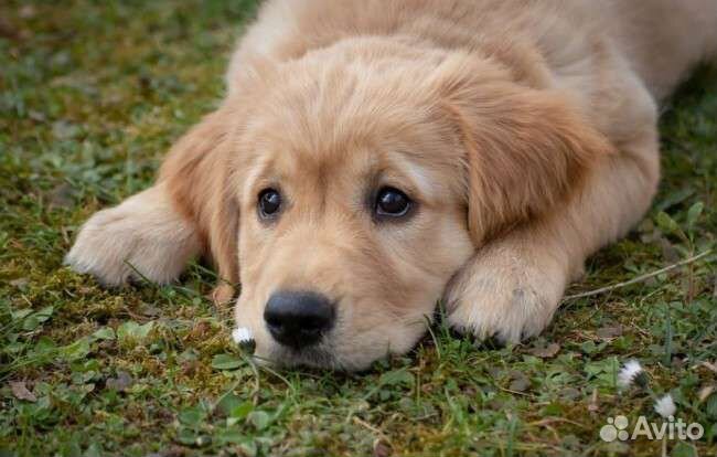 Выгул собак