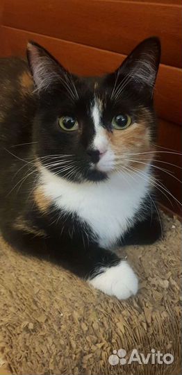 Трехцветка девочка Бонечка 1год стерилизованна и п