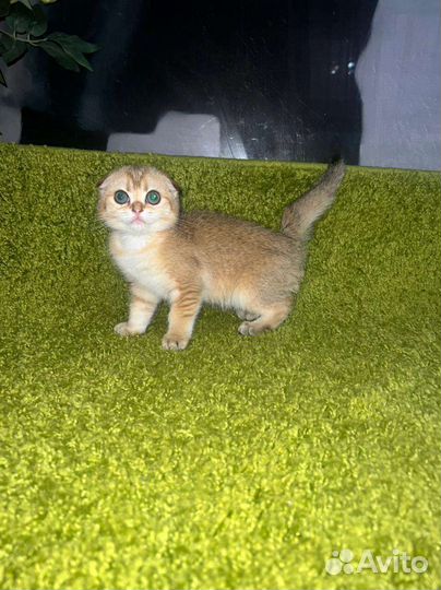 Золотые котята