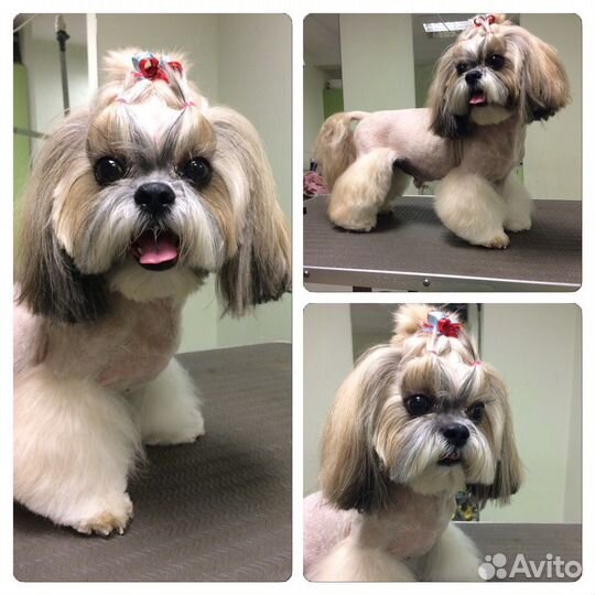 Стрижка собак и кошек в Калининграде 10.00-20.00