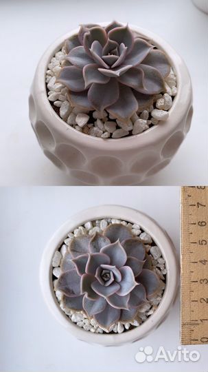 Суккуленты