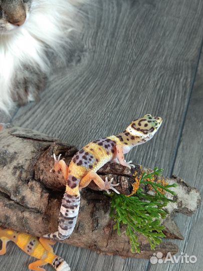 Малыши ящерята эублефар