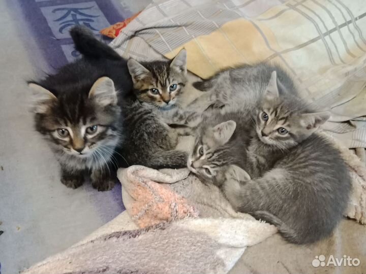 Кошки бесплатно