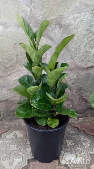 Фикус Лирата дерево Бамбино калуминарис