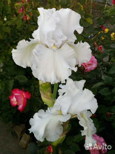 Ирисы сортовые обмен