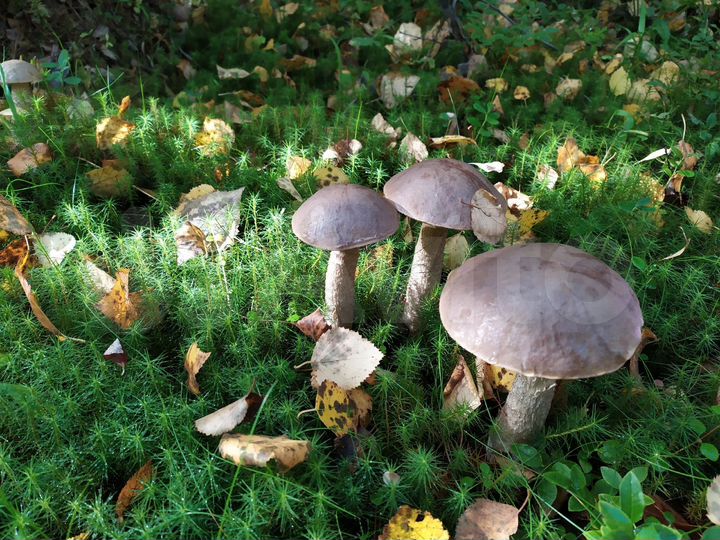 Дача 70 м² на участке 11 сот.