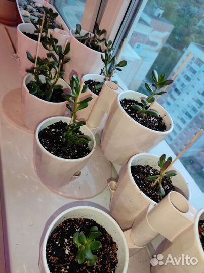 Толстянка крассула денежное дерево