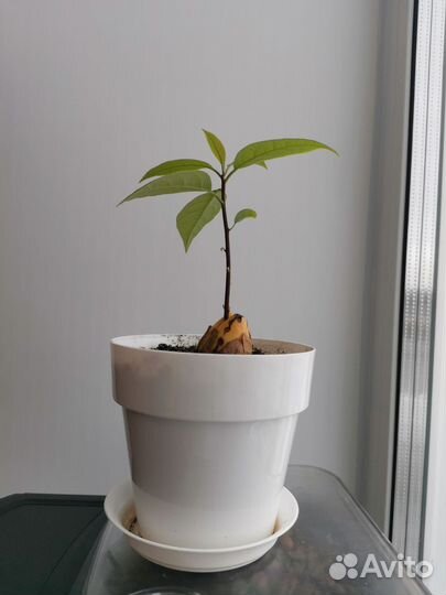 Авокадо растение