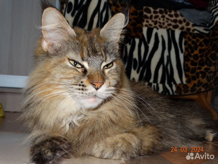 Котята мейн-кун