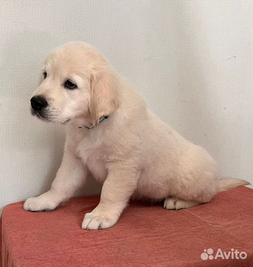 Золотистый ретривер