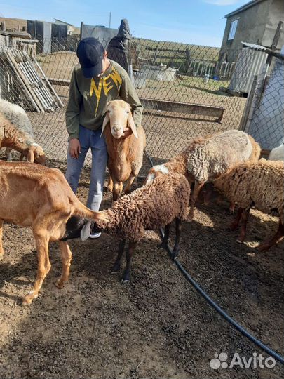 Баран гисар