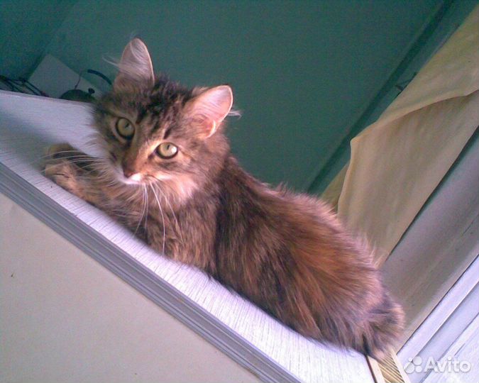 Норвежской лесной кошечка