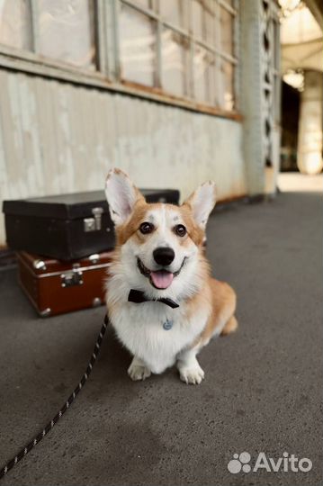 Собака вельш-корги пемброк на фотосессию