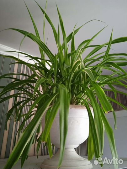 Хлорофитум