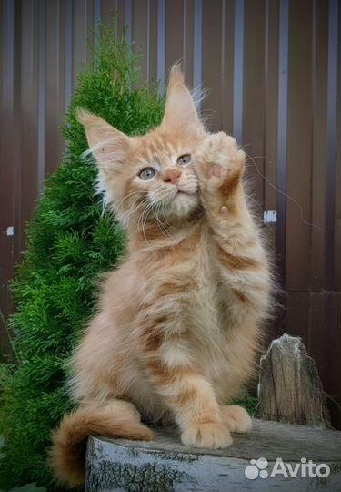 Котята Мейн-кун