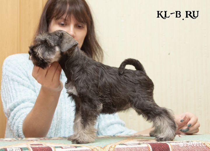 Щенки цвергшнауцера