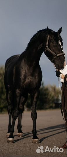 Предлагается к случке